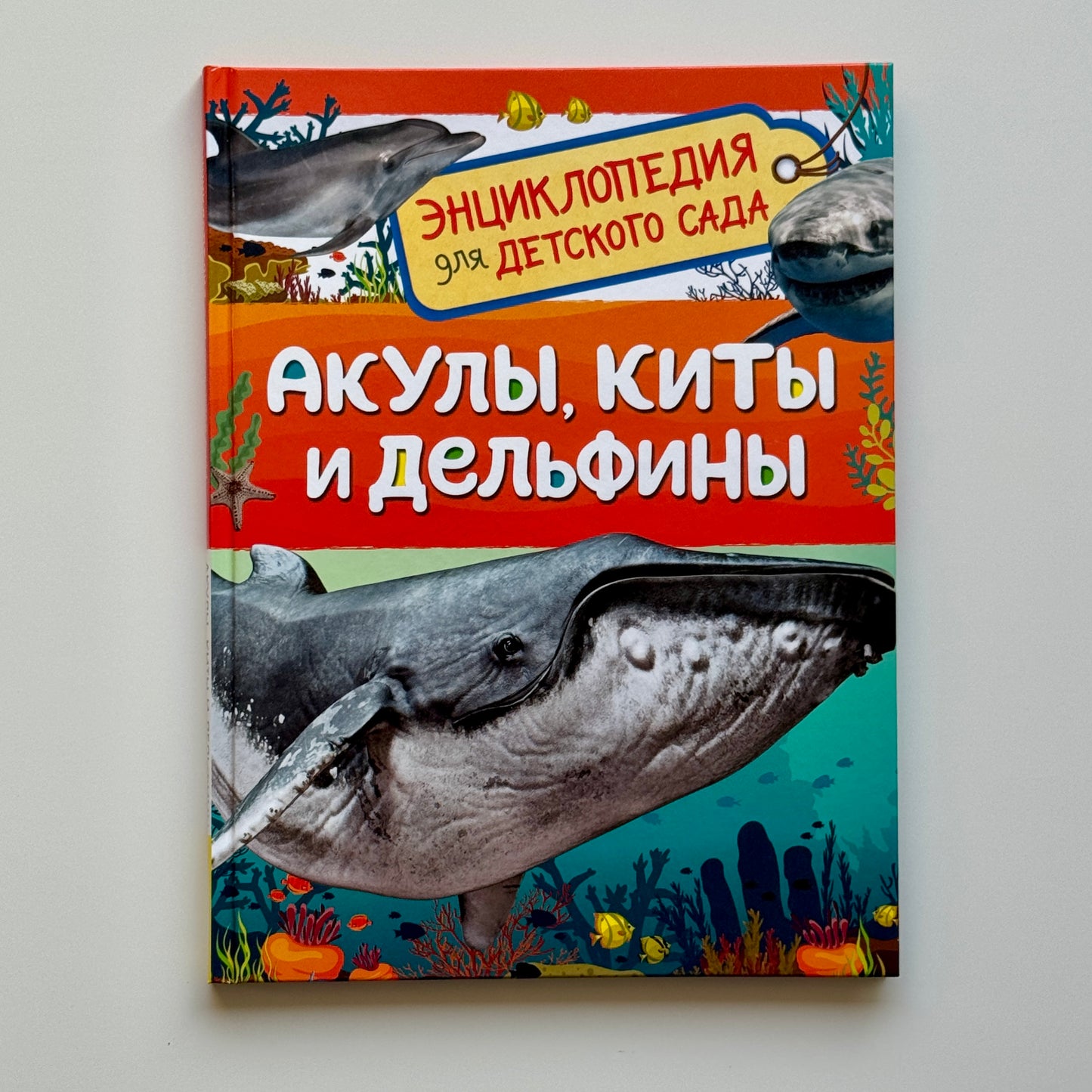 Акулы, киты и дельфины