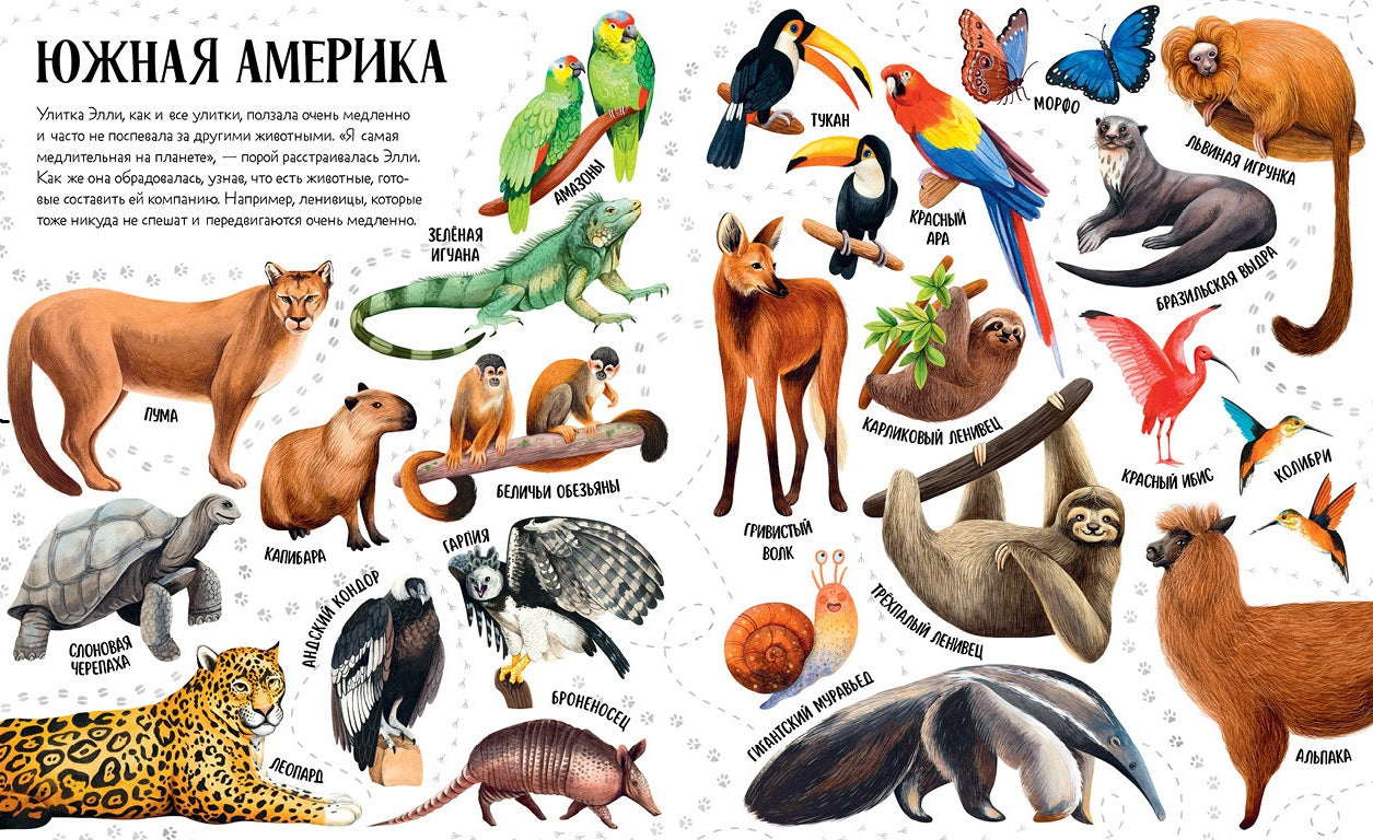Приключения улитки Элли в мире животных
